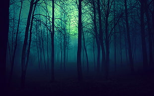 photo of forest covered in fog, trees, blue