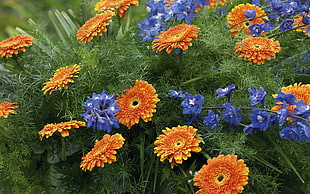 orange Gerbera flowers and blue Delphiniums HD wallpaper