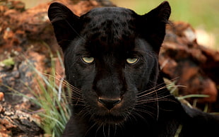 shallow focus photography of black Panther