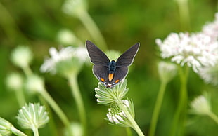 black butterfly on white petaled flower