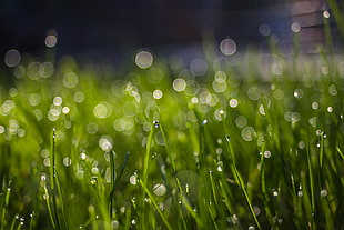 green grass with water droplets close-up photo HD wallpaper