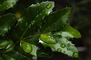 green Leaf