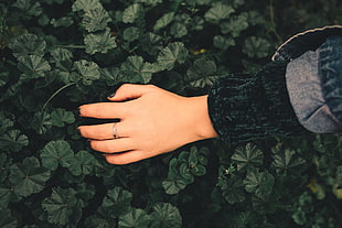 gold-colored ring, Hand, Ring, Leaves