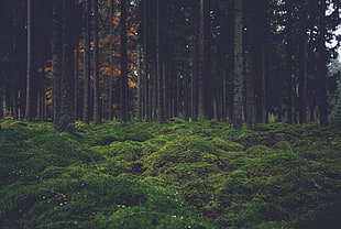 photography of forest during daytime HD wallpaper