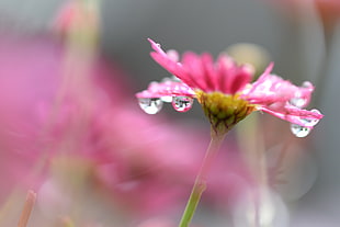 shallow focus photo of pink flower with water droplets
