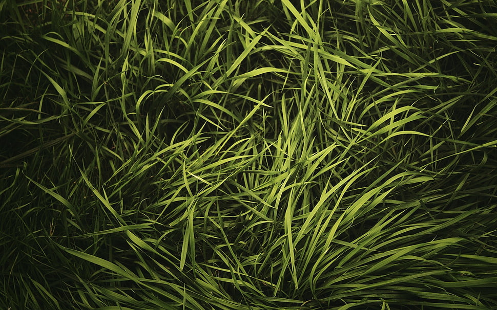 closeup photo of green grasses HD wallpaper