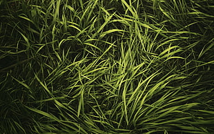 closeup photo of green grasses