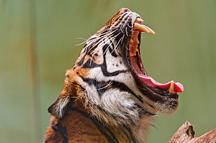tiger roaring during daytime HD wallpaper