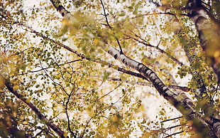 gray and brown tree HD wallpaper