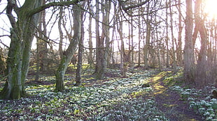 forest scene illustration