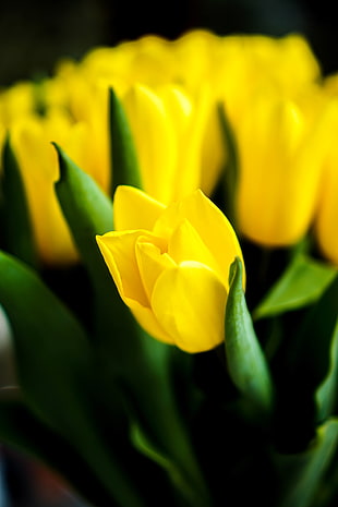 photography of yellow flower, tulips