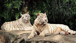 two brown tigers near green leaves tree during day time