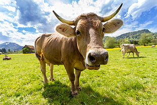 brown cow on grass field under heavy clouds HD wallpaper