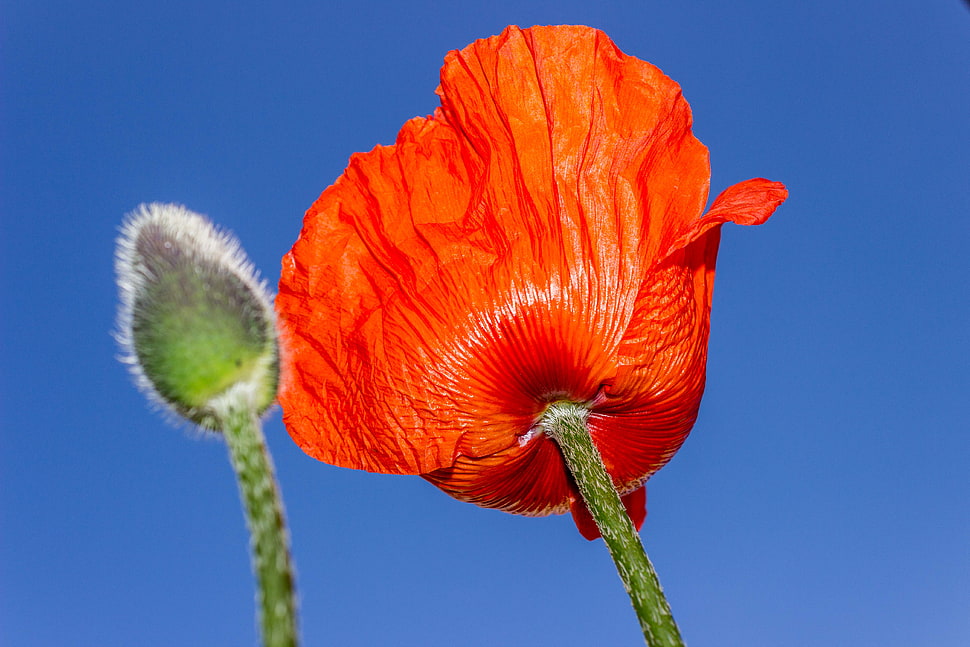 red Poppy flower at daytime HD wallpaper