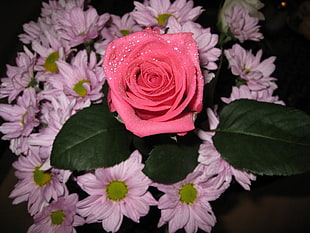 pink rose with droplets
