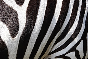 white and black zebra print textile