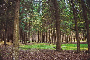 brown trunk trees surrounded by grasses landmark