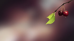 selective focus photography of red berry with dew HD wallpaper