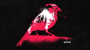 white, black, and pink parrot illustration, artwork, digital art, graffiti, birds
