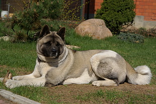 gray and white American Akita prone lying during daytime