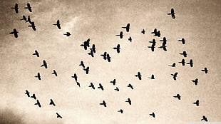 flock of birds, birds, animals HD wallpaper