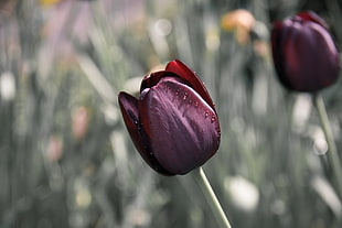 selective focus of maroon tulips photograph