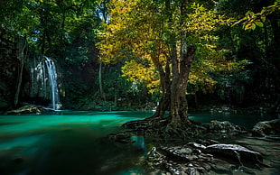green leafed tree, nature, landscape, waterfall, Thailand HD wallpaper