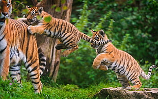 Tiger with tiger cubs on forest during daytime HD wallpaper