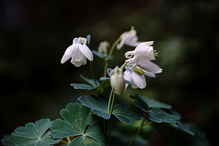 white Drop flower during daytime, aquilegia