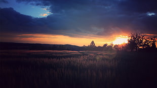 green fields during golden hour