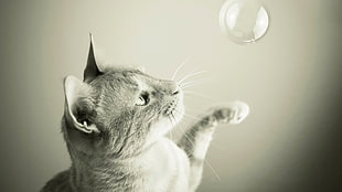 gray cat, monochrome, cat, animals, bubbles