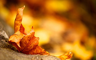 dried leaf on brown ssurface HD wallpaper