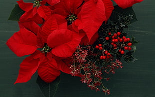 closeup photo of red petaled flower Christmas decor