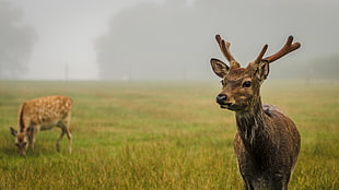 deer on grass field HD wallpaper