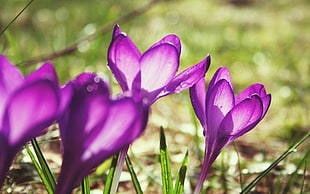 selective focus photography of purple Crocus flower HD wallpaper