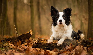 white and black Collie on tree trunk on ground with dried leaves