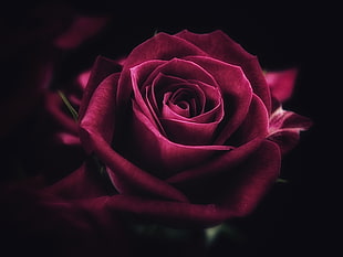 macro shot of red rose HD wallpaper