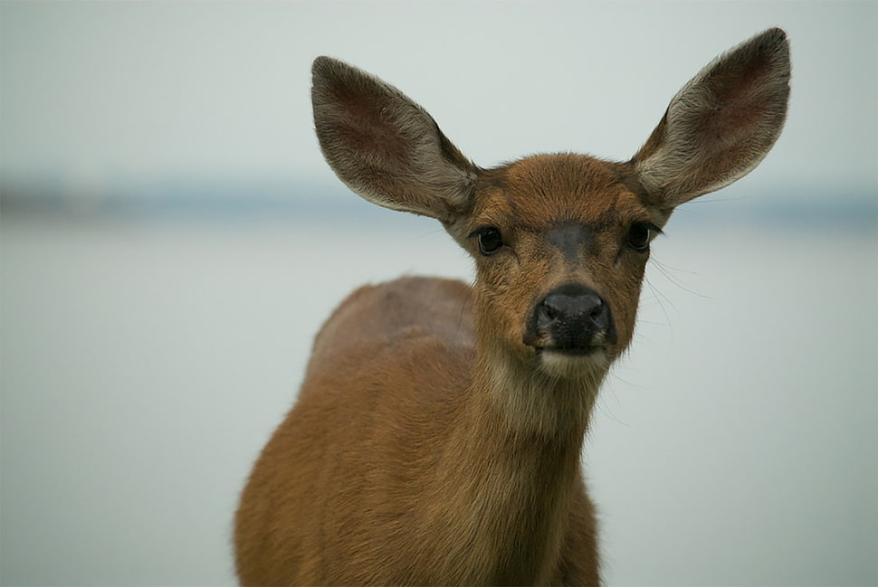 brown deer photography HD wallpaper