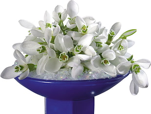 white Snowdrop flowers on purple glass bowl