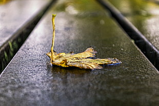 dry leaf on brown surface