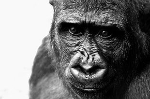 close-up photo of black gorilla HD wallpaper