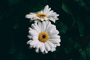 common daisy HD wallpaper