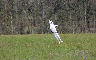 white cat jumped on grass field