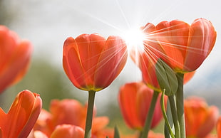 selective focus photo of orange Tulips HD wallpaper