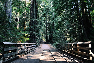 brown wooden bridge in forest during daytime HD wallpaper