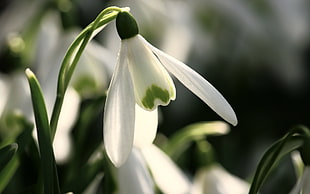 close-up photography of white petaled flower at daytime HD wallpaper