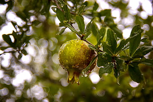Guava fruit, pomegranate