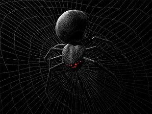 black spider digital wallpaper, black background, spider, creature, monochrome HD wallpaper