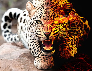 Leopard with flaming eye lying on stone during daytime