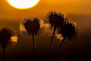 silhouette photography of round flowers, burdock